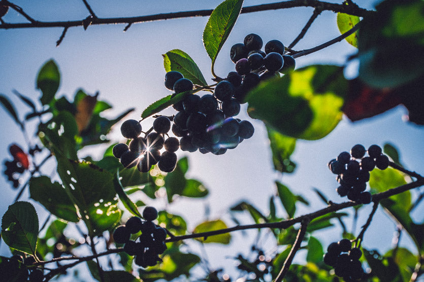 Rezept: Aronia Brombeermarmelade – Aronia vom Langlebenhof