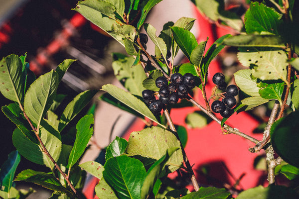 Tipps: So können Sie Aronia haltbar machen