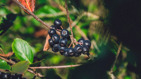 Aronia mit Wurzelsperre anpflanzen: Wie geht das?