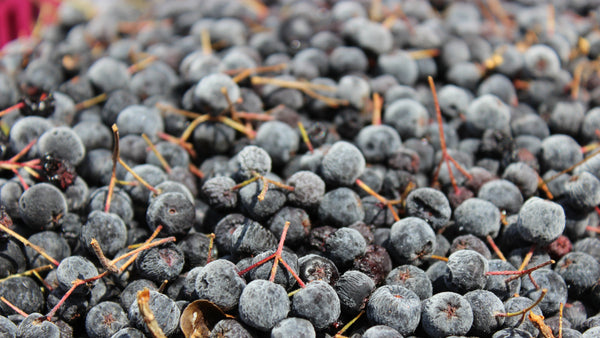 Wieso Sie frische Aroniabeeren einfrieren sollten