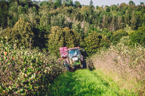 Aronia Dampfentsaften: So geht's