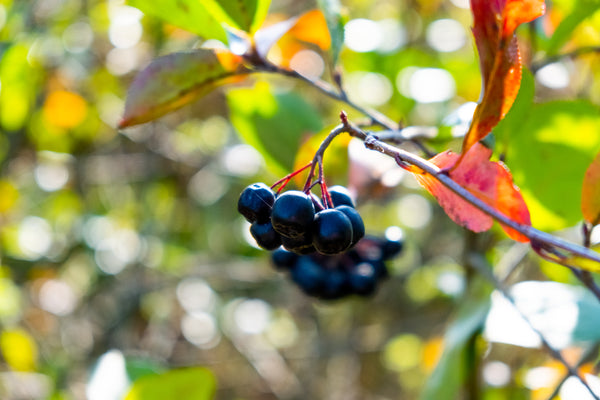 Aronia Strauch: Tipps vom Experten