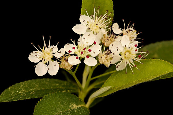 Aronia Blüten: Die weiße Pracht der Apfelbeere