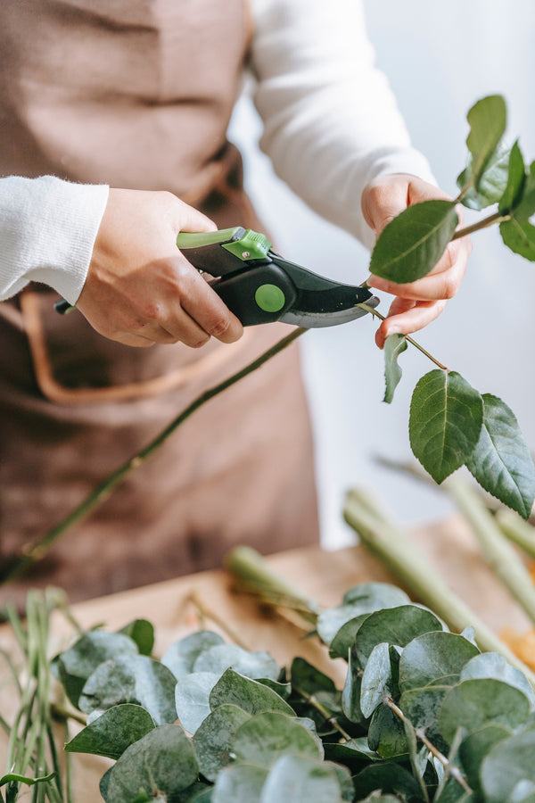 Aronia schneiden: So funktioniert's