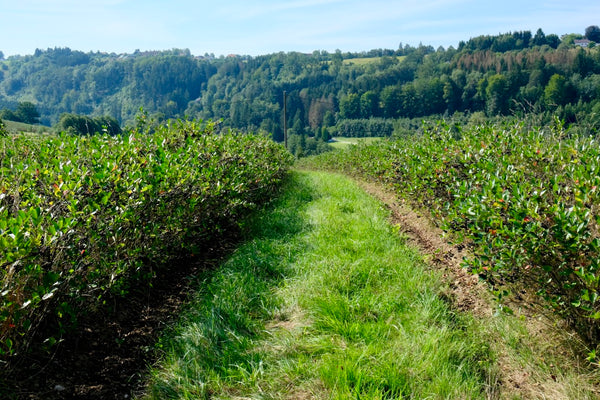 Die Ernte der Aroniabeeren