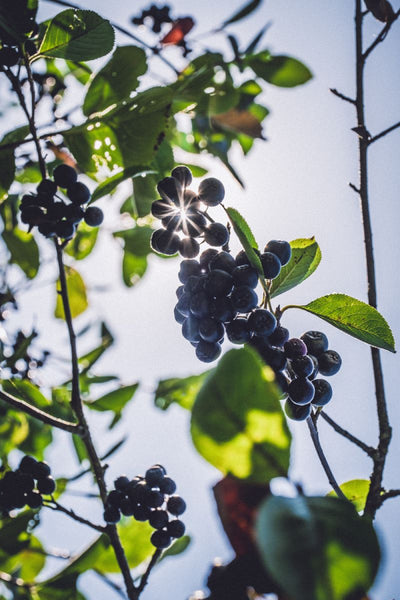 aronia marmelade