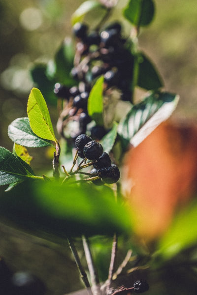 aronia essig kaufen
