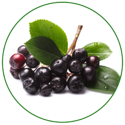 aronia strauch