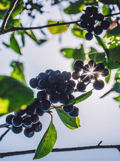 aronia strauch im sonnenlicht