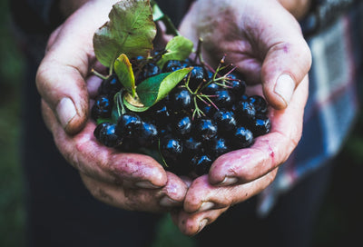 Bio-Heimat Kracherl - 6 -Flaschen - Die Aronia Limo - bekannt aus Galileo 6 Flaschen