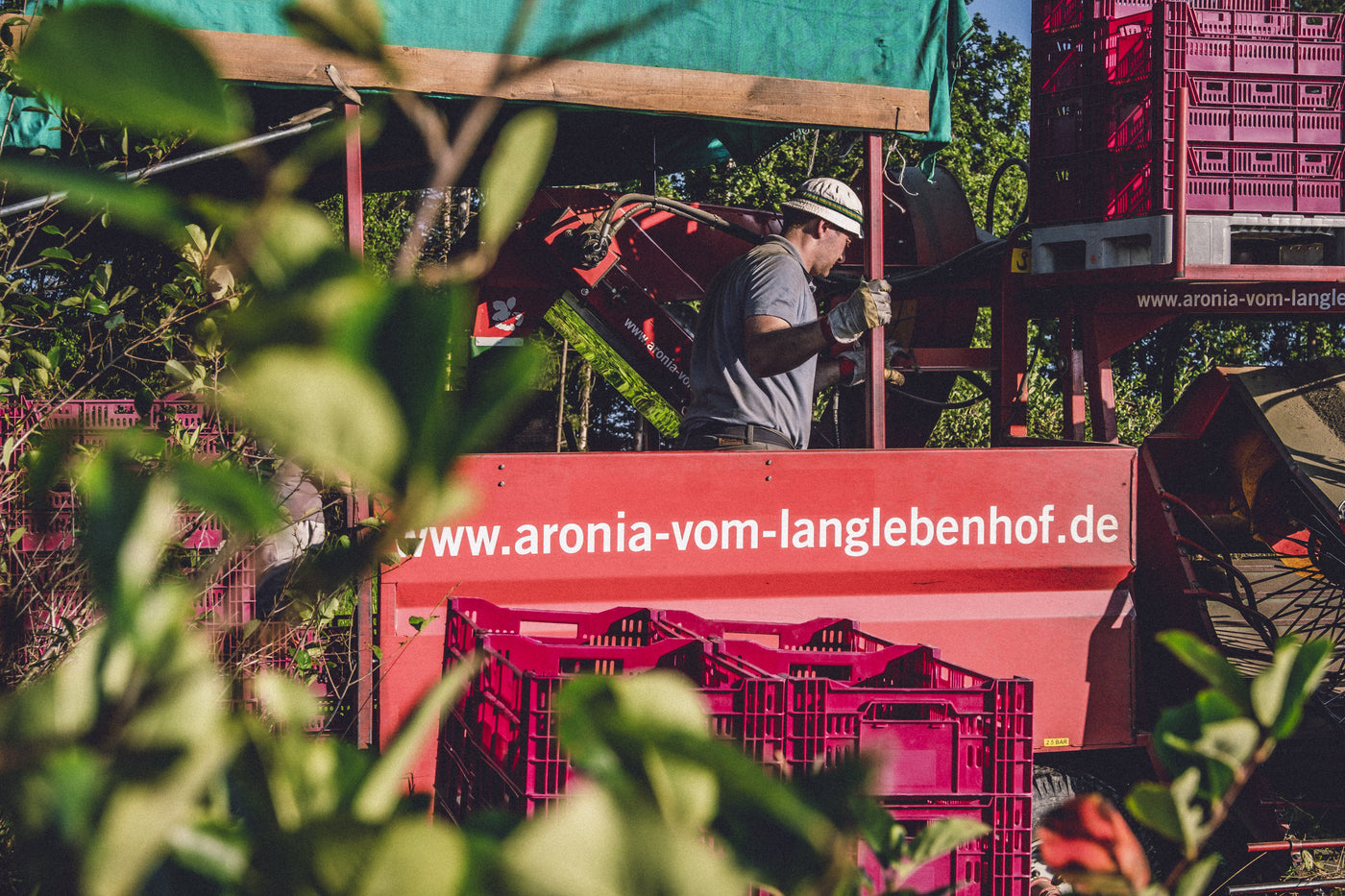 💕DOPPELBOX Demeter Aroniasaft 3 Liter Bag in Box - Nur solange der Vorrat reicht! DER MILDE vom Langlebenhof, Direktsaft