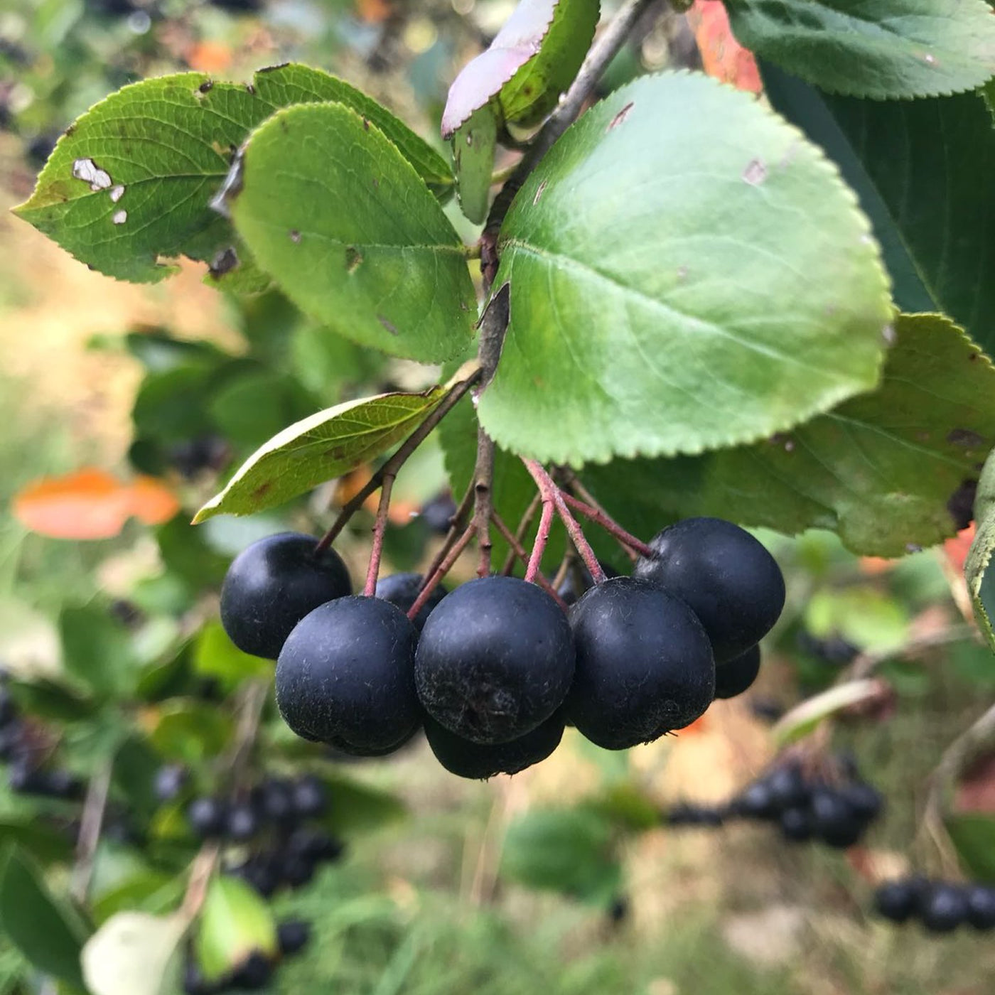 BIO/Demeter Aronia Fruchtaufstrich (Gelee), 180g, vegan 3